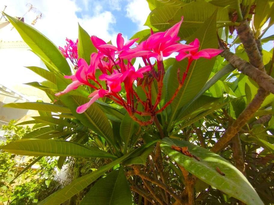 Beautiful 3 Bedroom Townhouse In Urb. Tropicana, Nerja Eksteriør billede